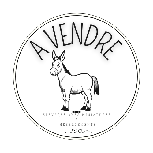 Ânes miniatures à vendre
