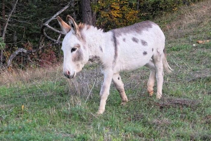 Arthur Baudet