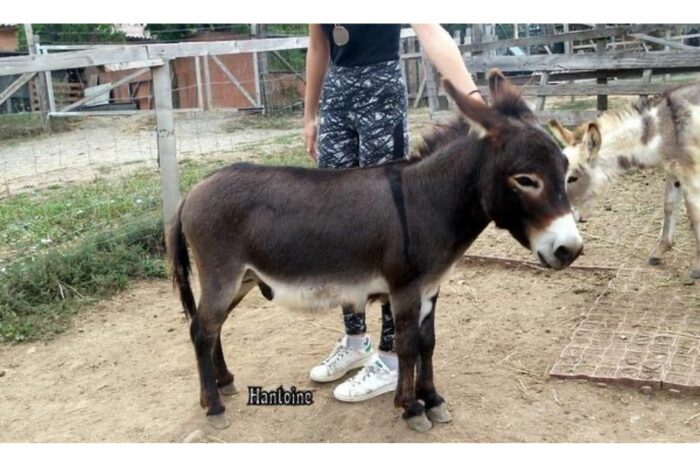 Hantoine bel'ane baudet miniature