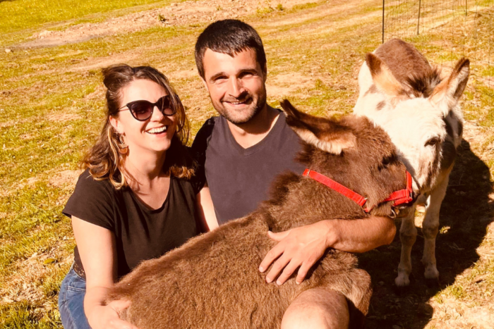 Ane miniature americain