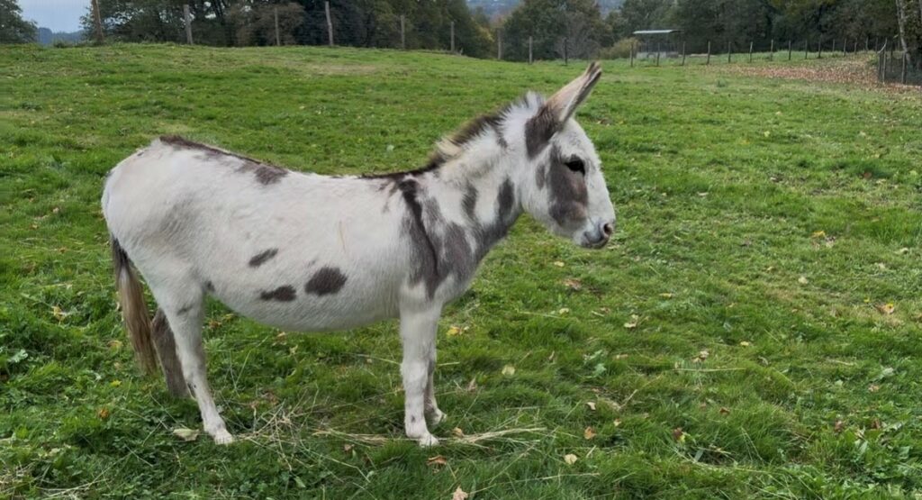 ANESSE MINIATURE MDR VIRGULE